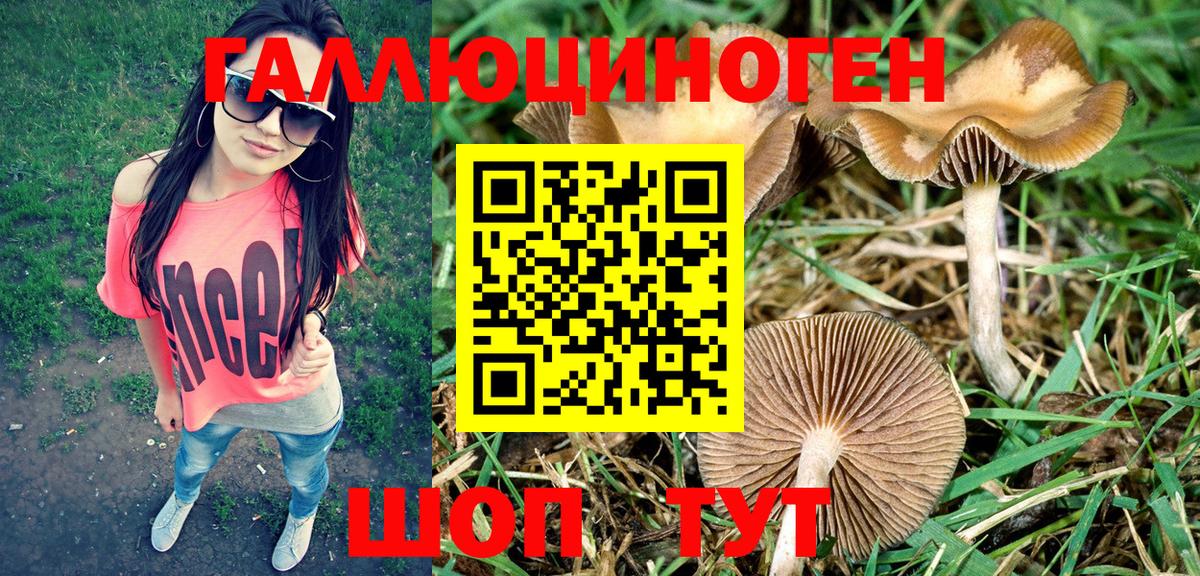 Новозыбков  Псилоцибиновые грибы Cubensis  Галлюциногенные грибы GOLDEN TEACHER  где купить наркотик  Вход с VPN 